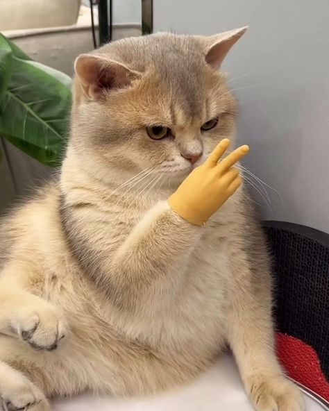 The Cats Speak Out: 23 Hilarious Memes of Cats Speaking Their Spicy and Sassy Truth - I Can Has Cheezburger? White Elephant Games, Shower Toys, Elephant Game, White Elephant Game, Cheezburger Cat, Puppet Toys, Fidget Spinners, Puppet Making, Tiny Hands