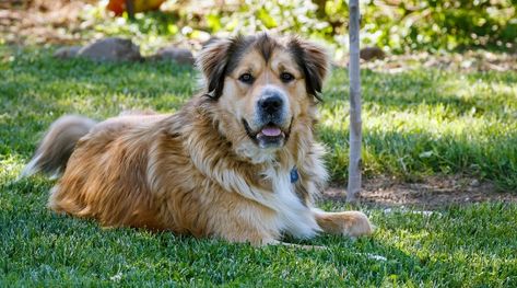 German Shepherd Golden Retriever Mix: Breed Info, Facts & Puppy Prices Catahoula Mix, Pug Breed, Doberman Mix, German Shepherd Breeds, Shepherd Mix Dog, Shepherd Dog Breeds, Great Pyrenees Dog, Rottweiler Mix, German Shepherd Mix