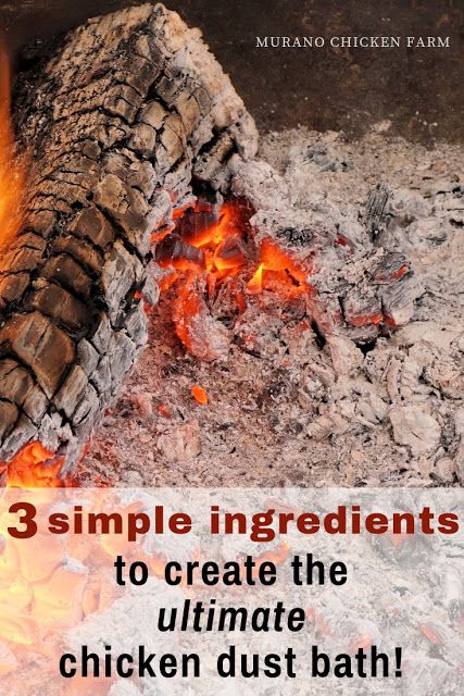 Just 3 simple ingredients to create the ultimate dust bath for chickens. Rid poultry of parasites with this dust bath. Easy to follow recipe/tutorial. #chickens #backyardchickens #homesteading Chicken Dust Bath, Chicken Bath, Dust Bath For Chickens, Chicken Nesting Boxes, Chicken Feeders, Dust Bath, Backyard Chicken Farming, Chicken Health, Bath Recipes