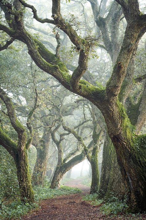 Upward View Of Trees, Woods Reference Photo, Rows Of Trees, Tree Close Up, Forest Reference Photo, Tree Reference Photography, Trees From Below, English Woodland, Tree Reference