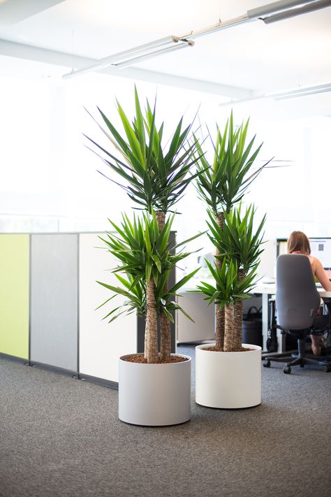 Tall Office Plants, Indoor Office Plants Workspaces, Office Plants Ideas Interior Design, Office Planters, Commercial Reception, Plant Office Design, Indoor Office Plants, Plant Office Decor, Plant Interior