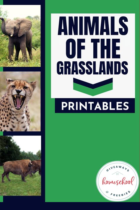 If you are exploring biomes this year, then these animals of the grasslands printables will help liven up your lessons. Grasslands were our favorite unit. Grassland Activities For Preschool, Grasslands Habitat Project, Grassland Project, Grasslands Biome, Habitats Preschool, Endangered Animals Activities, Grassland Animals, Biomes Activities, Homeschool Music Lessons