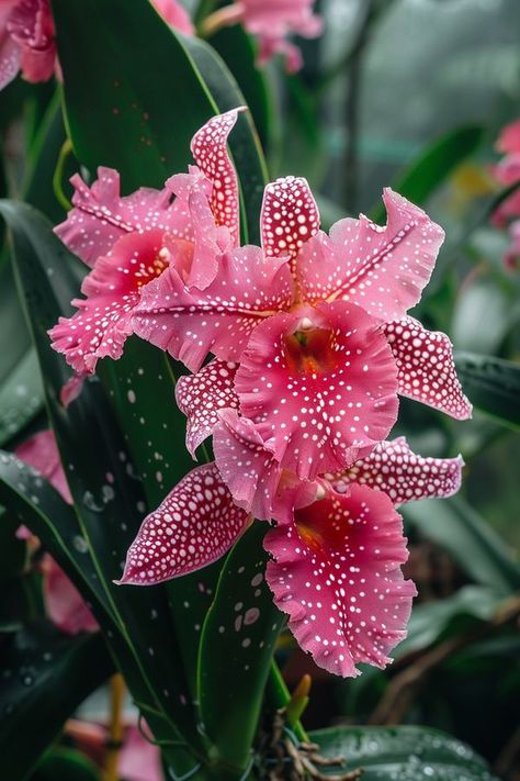 Exotic Aesthetic, Orchid Photography, Very Beautiful Flowers, Landform, Strange Flowers, Cattleya Orchid, Plant Fungus, Exotic Orchids, Orchids Garden