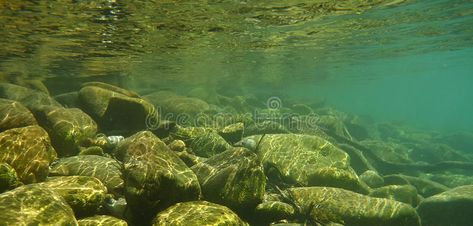 River Bottom Aquascape, River Underwater, Underwater Lake, Underwater River, Ocean Things, Aqua Scape, River Turtle, Underwater Background, Growing Moss