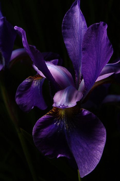 Dark Purple Iris - Pure Beauty Dark Purple Orchids, Black Iris Aesthetic, Purple Iris Aesthetic, Dark Purple Photography, Iris Purple Aesthetic, Iris Wallpaper Aesthetic, Purple Iris Flowers Aesthetic, Dark Purple Flowers Aesthetic, Purple Orchid Aesthetic