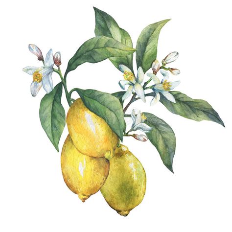 Branch Of The Fresh Citrus Fruit Lemon With Green Leaves And Flowers. Stock Illustration - Illustration of citric, floral: 81310463 Akvarel Illustration, Lemon Painting, Lemon Flowers, Coral Watercolor, Floral Wreath Watercolor, Illustration Botanique, Painter Artist, Botanical Poster, Wreath Watercolor