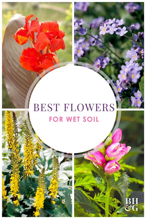 Not all plants work well in wet soil. These #perennial flowers and ornamental grasses can be added to landscapes that may be poorly drained. This roundup includes plants like canna, turtlehead, and elephant’s ear. #gardening #wetsoil #gardeningideas Plants That Like Wet Feet Perennials, Wet Soil Plants Perennials, Plants That Like Wet Soil, Wet Soil Plants, Soggy Yard, Wet Garden, Rain Garden Design, Pollinator Garden Design, Gazebo Accessories