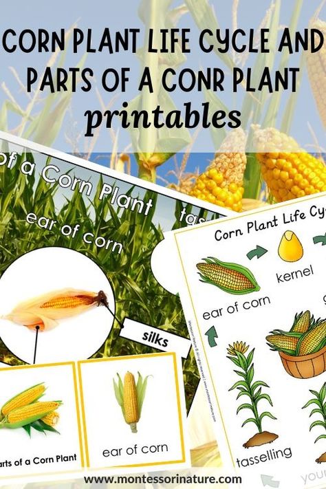 Fun and Educational: Engaging Corn Life Cycle and Anatomy Printables and Activities for Kids - Montessori Nature Printables Corn Life Cycle, Anatomy Printables, Honey Bee Life Cycle, Nature Printables, Cycle For Kids, Bee Life Cycle, Free Educational Printables, Plant Activities, Margaret Wise Brown