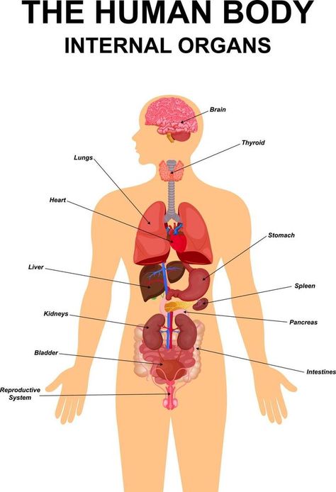 Where Is The Heart Located, Internal Organs For Kids, Esophagus Anatomy, Human Internal Organs, Flat Infographic, Male Reproductive System, Science Display, Illustration Heart, Human Body Organs