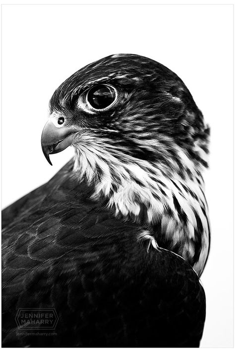 Birds of Prey and Ravens | Jennifer MaHarry Photography Black And White Bird Painting, Birds Of Prey Photography, Bird Portrait Photography, Birds Of Prey Tattoos, Peregrine Falcon Aesthetic, Falcon Aesthetic, Falcon Photography, Bald Eagle Illustration, Falcon Wallpaper