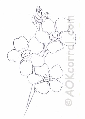 Forget Me Not Flower Pattern Tattoo Fairy, Forget Me Not Tattoo, Pattern Tattoos, Muster Tattoos, Flower Sketches, Plant Drawing, Trendy Flowers, Pattern Tattoo, Tattoo Pattern