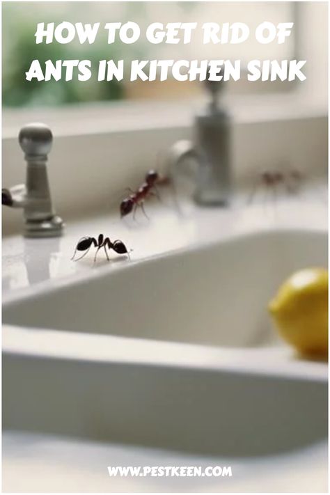 Say goodbye to pesky ants in your kitchen sink with these easy tips! 🐜🚫 #antremoval #kitchensink #pestcontrol #DIY Ants In Kitchen, Ant Removal, Ants Activities, Sugar Ants, Ant Species, Ant Repellent, Ant Problem, Ant Infestation, Ant Control