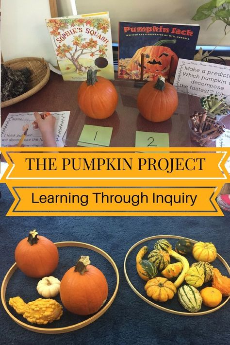 Fall Science Center, Experiment For Preschool, Project Based Learning Kindergarten, Walker Learning, Pumpkin Investigation, Pumpkins Kindergarten, Pumpkin Science, Fall Classroom Ideas, Pumpkin Unit