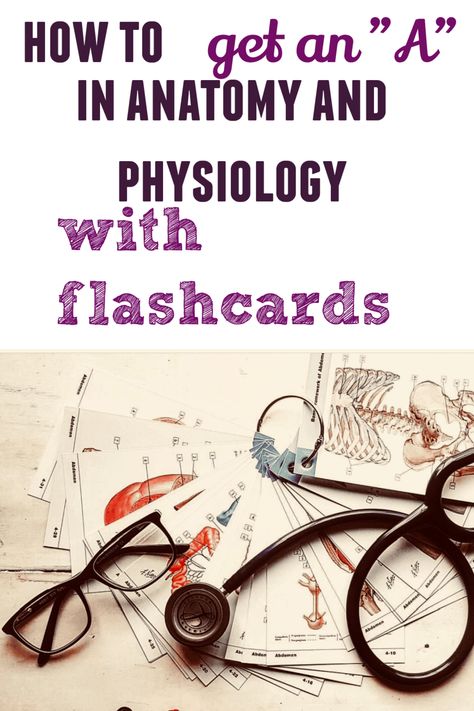 Physiology Flashcards, How To Study Anatomy, Nursing School Studying Cheat Sheets, Anatomy Flashcards, Gross Anatomy, Veterinary School, Basic Anatomy And Physiology, Nurse Study Notes, Study Flashcards