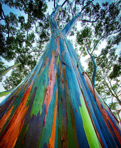 Rainbow Gum Tree, Rainbow Eucalyptus Tree, Running Pictures, Rainbow Eucalyptus, Weird Trees, Driftwood Art Diy, Rainbow Paint, Rainbow Tree, Redwood Tree