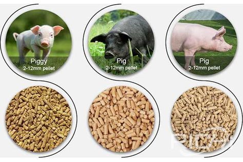 Optimum particle size of pig feed pellets Types Of Cereal, Pig Feed, Poultry Feed, Energy Consumption, Digestion Problems, Save Food, The Machine, Weight Gain, Dog Food Recipes