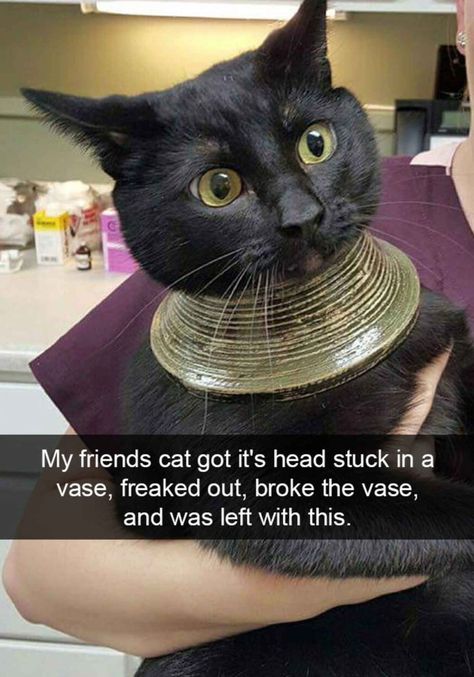 My friends cat got its head stuck in a vase, freaked out, broke the vase, and was left with this. Funny Cat Memes, Funny Cat Pictures, Big Cat, Funny Animal Memes, Call Center, Funny Animal Pictures, Animal Memes, Funny Cat, Cute Funny Animals