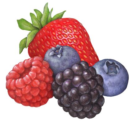 Fruit illustration of berries including strawberry, blueberry, blackberry and raspberry. Berries Illustration, Fruit Art Drawings, Strawberry Art, Fruit Clipart, Fruits Drawing, Strawberries Blueberries, Watercolor Fruit, Fruit Illustration, Stock Art