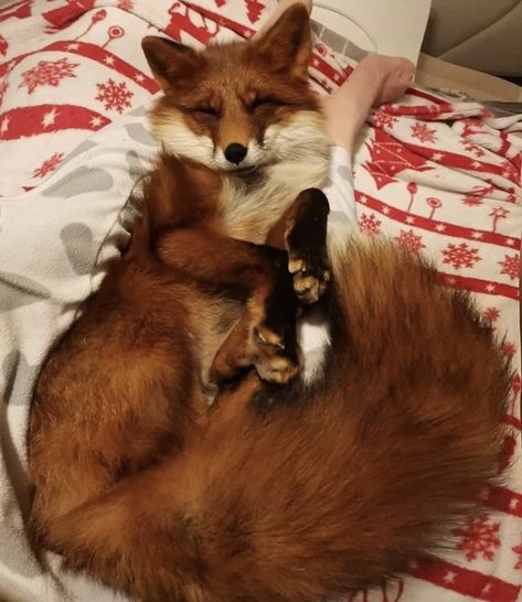 What I Want For Christmas, Cute Foxes, Fox Pictures, Pet Fox, Extinct Animals, Pretty Animals, Fox Art, Silly Animals, Cute Fox