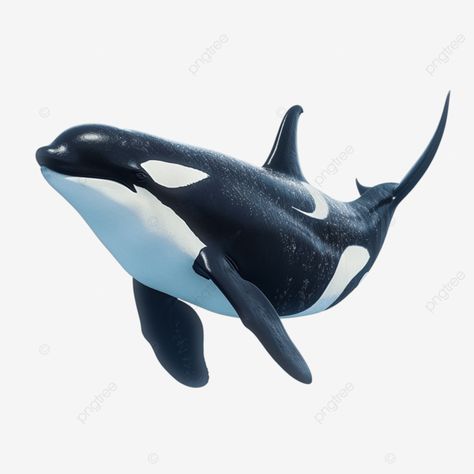 killer whale under the sea whale killer tail png Whale Images, Orca Whale Tattoo, Ashtanga Yoga Primary Series, Orca Art, Sea Whale, Whale Tattoos, Ocean Photos, Orca Whales, Killer Whale