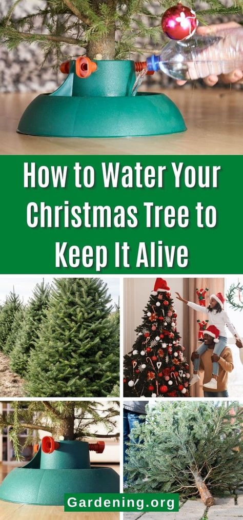 Christmas Tree Care, Christmas Tree Water, How To Make Water, Fresh Cut Christmas Trees, Backyard Gardens, Live Christmas Trees, How Much Sugar, Christmas Plants, How To Make Christmas Tree