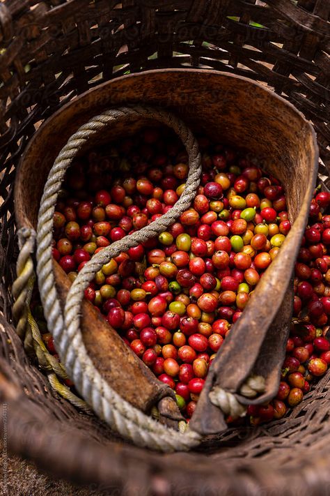 Coffee Farm Photography, Coffee Beans Aesthetic, Costa Rica Coffee, Coffee Cherry, Coffee Plants, Coffee Process, Organic Coffee Beans, Fat Bird, Coffee Board