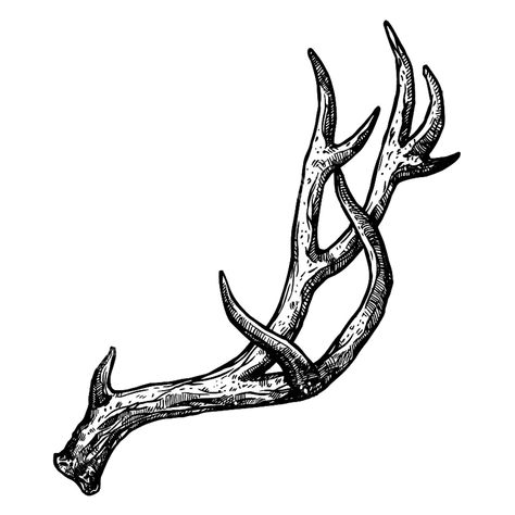 Deer Horn Tattoo Deer Horn Tattoo, Deer Antler Tattoo, Antler Drawing, Horn Tattoo, Drawing Deer, Tattoo Deer, Antler Tattoos, Antler Tattoo, Medieval Tattoo