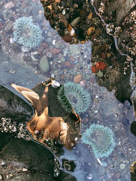 Tide pool reflections Oregon Tide Pools, Tide Pool Painting, Tide Pool Photography, Tide Pool Art, Tide Pools Aesthetic, Tide Pool Aesthetic, Tide Aesthetic, Shoreline Photography, Tide Pooling