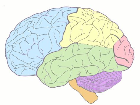 Brain Lobes by Donavan Lowe Brain Lobes, Occipital Lobe, Visual Processing, Frontal Lobe, Interactive Media, Complete Sentences, Tag Image, Parts Of Speech, Media Content