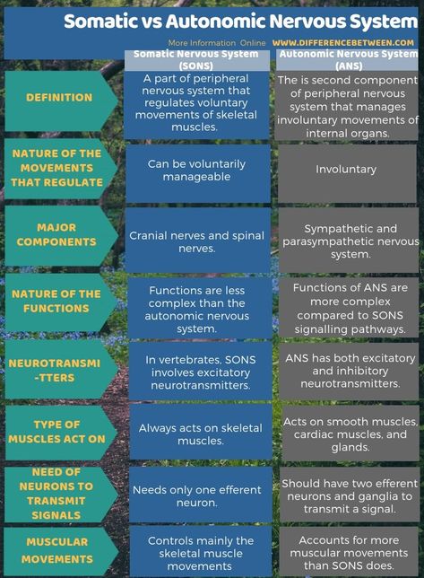 Difference Between Somatic and Autonomic Nervous System in Tabular Form Biology Notes Prokaryotes And Eukaryotes, Biology Basics, Botanical Academia, Microbiology Notes, Nervous System Anatomy, Biochemistry Notes, Bio Notes, Prokaryotic Cell, Learn Biology