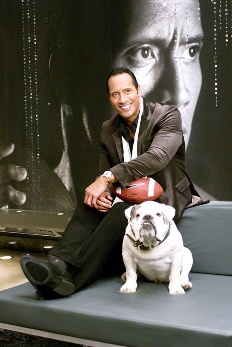 The Game Plan - Dwayne Johnson Dwayne Johnson Movies, Anjing Bulldog, Celebrity Dogs, Engelberg, Cute Bulldogs, English Bulldog Puppies, The Rock Dwayne Johnson, Dwayne The Rock, Bulldog Lover