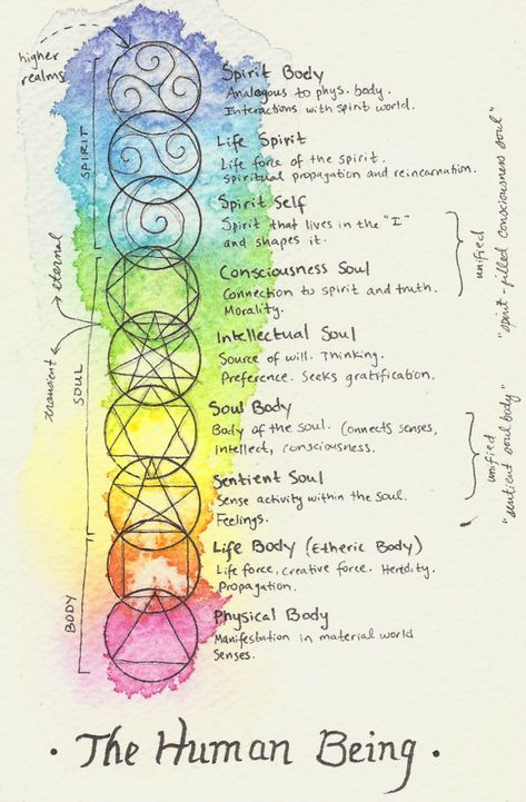 I’ve been trying to visually interpret my understanding of theosophy, and I thought I’d share my paintings and notes with all of you. I’ve only finished one diagram, but I plan on… Grimoire Book, Rudolf Steiner, Wiccan Spells, Les Chakras, Chakra Meditation, Human Being, Spell Book, Chakra Healing, Book Of Shadows