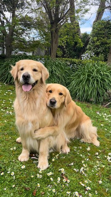 Perros Golden Retriever, Cute Dogs Images, Super Cute Puppies, Cute Dog Photos, Very Cute Dogs, Dog Photograph, Dog Adventure, Pretty Dogs, Super Cute Animals