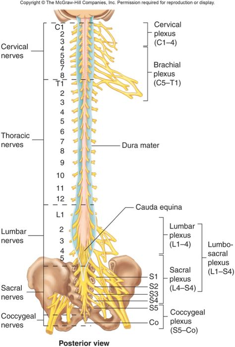 Nerve Anatomy, Dura Mater, Basic Anatomy And Physiology, Spinal Nerve, Cranial Nerves, Spine Health, Medical Anatomy, The Nervous System, Nursing Study