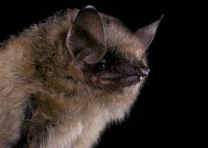 Bat Side Profile, Bat Conservation, All About Bats, Bat Woman, Fox Bat, Virtual Museum Tours, Bat Species, North American Wildlife, Arachnids