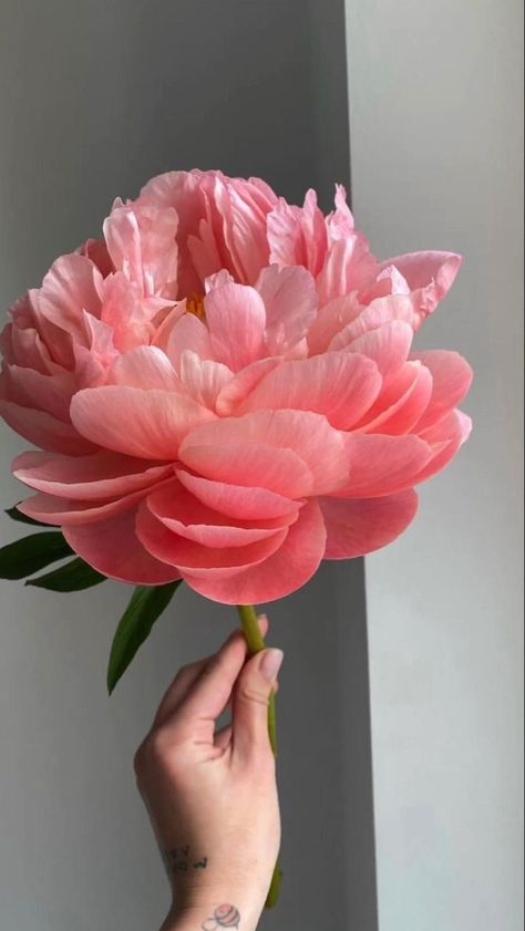 Peony Aesthetic, Jeju Island South Korea, Growing Peonies, Jeju Island, Flower Therapy, Floral Photography, Pink Peony, Plant Pictures, Pretty Plants