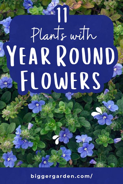 Plants That Last All Year Round, Best Year Round Plants Landscaping Ideas, Plants That Look Good Year Round, Year Round Plants For Outdoor Planters, All Season Plants Outdoor, Year Round Flower Garden, All Year Round Flowers, Year Round Flower Beds, All Year Round Plants Front Yards