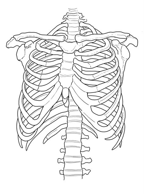 Skeleton Torso Drawing Easy, Skeleton Side Profile Drawing, Skeleton Ribcage Drawing, How To Draw Skeletons, Skeleton Body Drawing, How To Draw A Skeleton, Ribcage Drawing, Ribs Drawing, Skeleton Drawing Easy