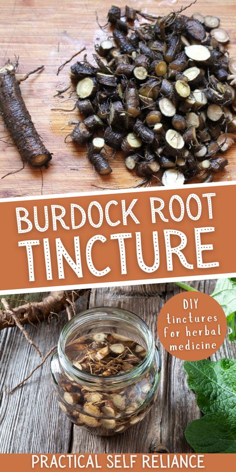 Burdock Root Tincture, Herb Tinctures, Tinctures Recipes, Herbal Medicine Recipes, Herbal Remedies Recipes, Medical Herbs, Herbal Salves, Cold Sores Remedies, Herbal Tinctures