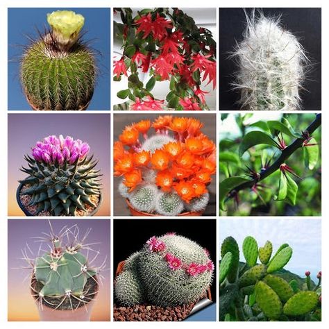 21 Types of Cactus Plants for growing at Home with Names and Pictures Types Of Cactus, Types Of Cactus Plants, Cactus Names, Cactus House, Organ Pipe Cactus, Opuntia Microdasys, Golden Barrel Cactus, Cactus House Plants, Easter Cactus