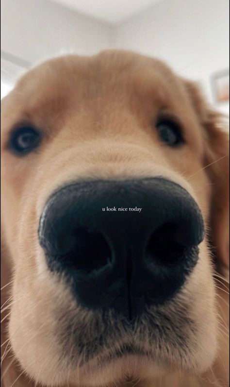 Dog Captions For Insta, Dog Captions, Dog Instagram Captions, Dog Snapchats, Funny Snapchat Pictures, Dog Mommy, Photos With Dog, Dog Photoshoot, Dog Pics