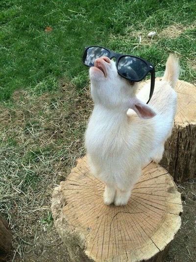 Baby Farm Animals, Cute Goats, Cute Small Animals, Cute Animals Puppies, Funny Animal Photos, A Goat, Super Cute Animals, Pretty Animals, Cute Animals Images