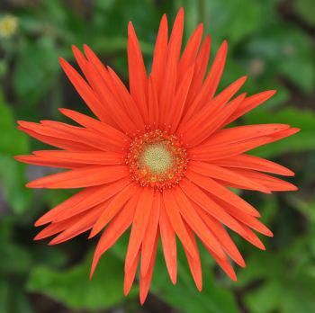 Gerbera Jamesonii, African Plants, Perennial Herbs, Florist Shop, Attracting Bees, Flower Therapy, Gerbera Daisy, Growing Seeds, Outdoor Patio Decor