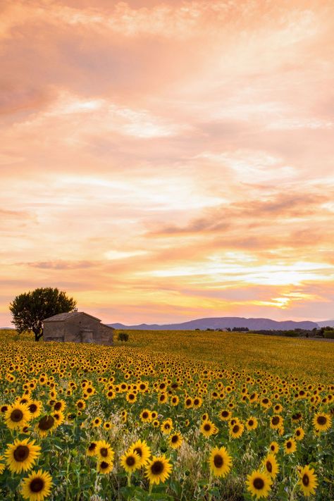 Fine Art Photo Print. Countryside flower fields enjoying the glow of a pink sunset in the south of France. Media: fine art photo paper with optional mat. Size options:8x10, 11x14 #naturelandscapephotography #photoartprint #modernhomedecor #modernfarmhousedecor Travel Photo Wall, A Field Of Sunflowers, Field Of Sunflowers, Small Art Prints, Sunflower Fields, Old Farmhouse, The South Of France, Sunset Photos, Photo On Wood