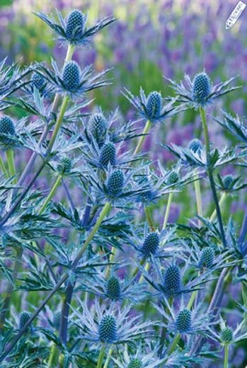 Flower Garden Plans, Flower Identification, Sea Holly, Gravel Garden, Wallpaper Flower, Side Garden, Blue Garden, Big Blue, Front Garden