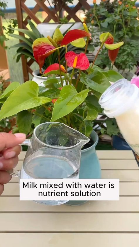 Garden Flowers | 4 types of water to water and care for plants #gardening #garden #gardeningtips #gardenlife #gardeninspiration #gardenideas #gardenlove… | Instagram Home Made Fertilizer, Planting Hacks, Care For, Hanging Plants Diy, Types Of Water, Plants Diy, Types Of, Gardening Hacks, Garden Tips