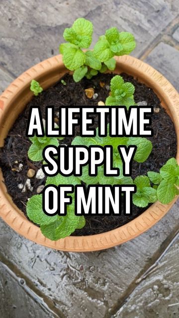 Mint Seeds, Mint Garden, Growing Mint, Spice Garden, Herb Gardens, Mint Plants, Victory Garden, Plant Hacks, Plant Ideas