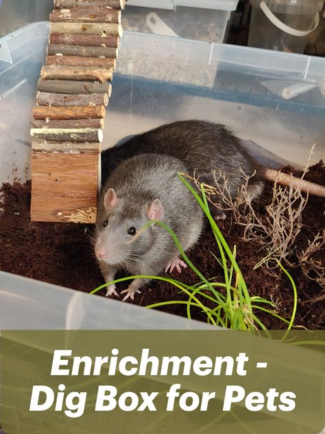 How to set up a dig box for your pets to encourage natural behaviour and keep them busy. Natural enrichment for your rat, hamster, ferret, bunny, mice, ... . Cheap and Easy Home Project for your Pet Dig Box For Rats, Rat Enrichment Ideas, Diy Rat Enrichment, Natural Rat Cage, Rat Enrichment Diy, Pet Rat Diy, Pet Rat Cages Ideas, Rat Toys Diy, Rat Cage Ideas Diy