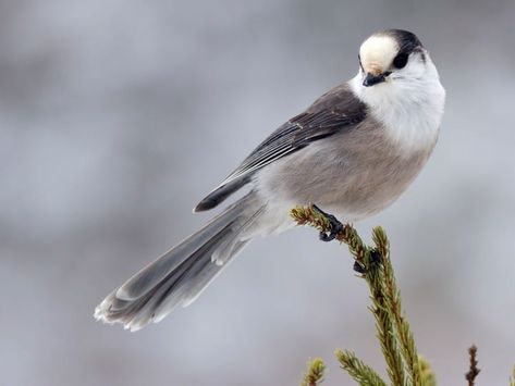 Gray Jay, White Head, Boreal Forest, Jackdaw, Jay Bird, Wild Birds, Bird Species, Top Photo, Bird Watching