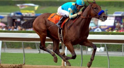 Despite a Triple Crown all that glitters is not gold in American horse racing (Part 1) | TUESDAY'S HORSE American Pharaoh, Famous Horses, American Pharoah, Triple Crown Winners, Horse Races, Race Course, Ky Derby, Derby Horse, Breeders Cup